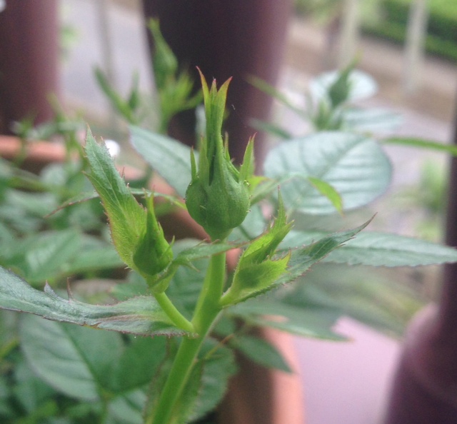 c0343447_802257.jpg