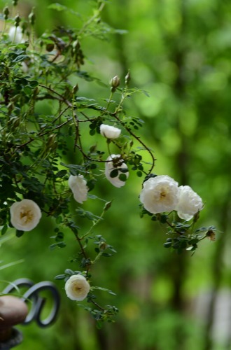 c0186463_225977.jpg