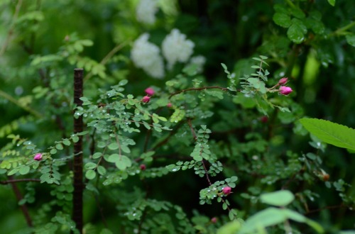 c0186463_23131039.jpg