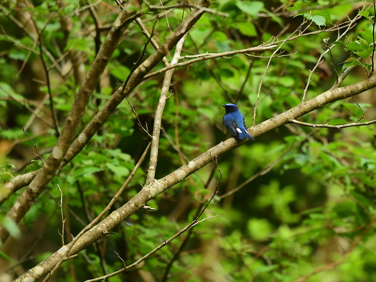 d0157380_1772298.jpg