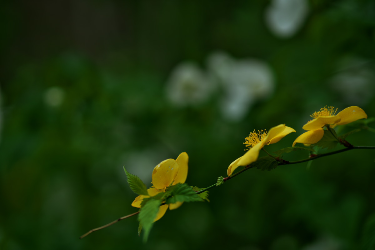 a0083081_12175044.jpg