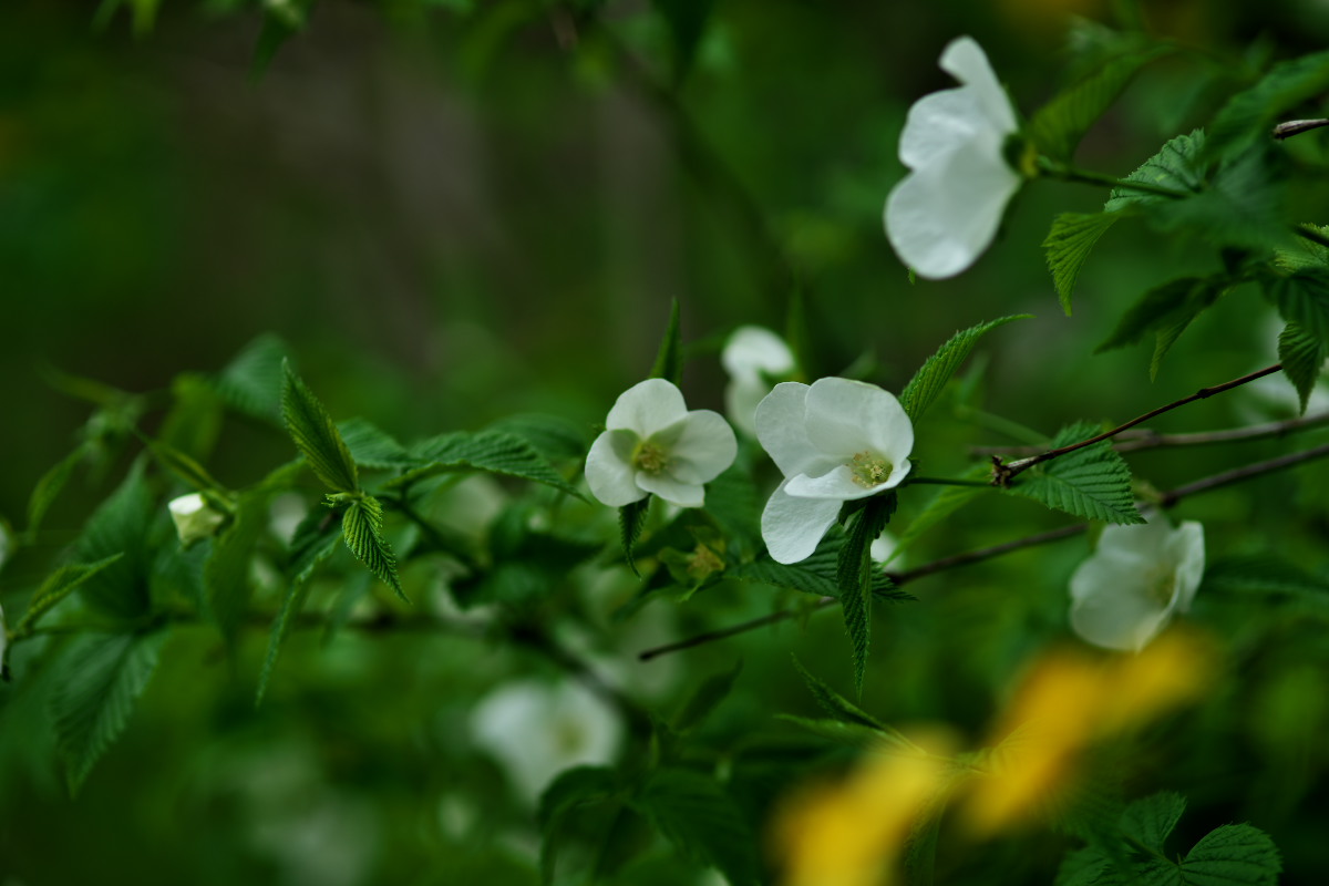 a0083081_12175747.jpg