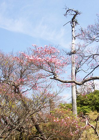a0222494_1645692.jpg
