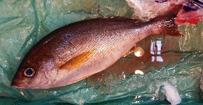 e0077899_8134733.jpg