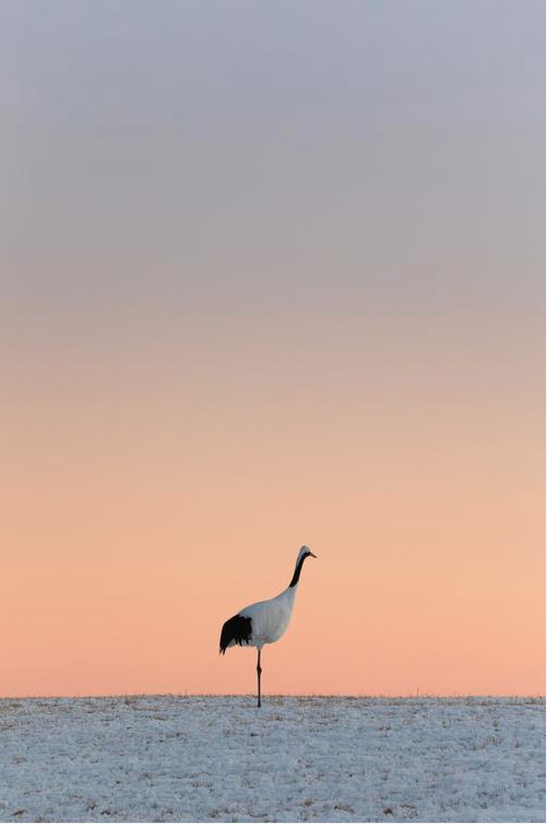 b0150018_11105786.png