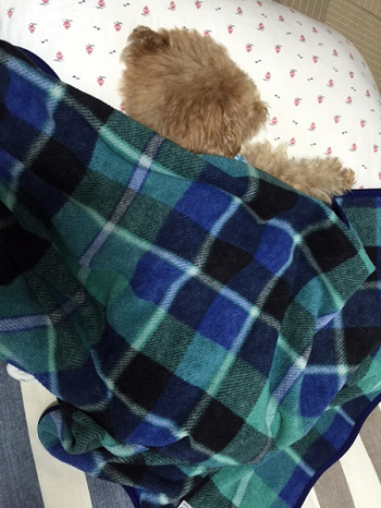 b0197418_21102302.png