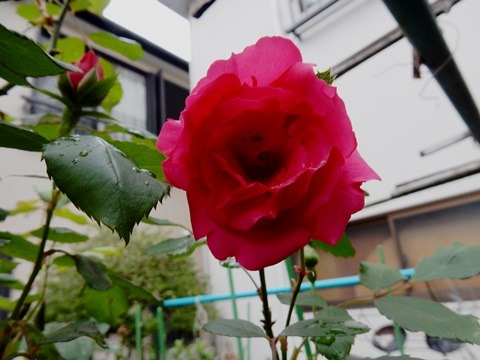 e0033229_19112736.jpg