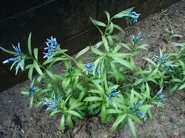 f0153475_18435089.jpg