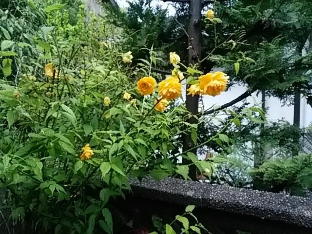 f0153475_18441577.jpg