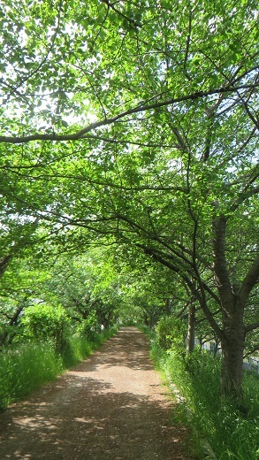 c0280322_10413547.jpg