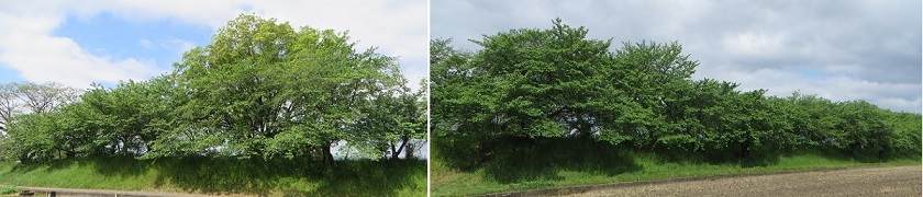 c0280322_10500422.jpg