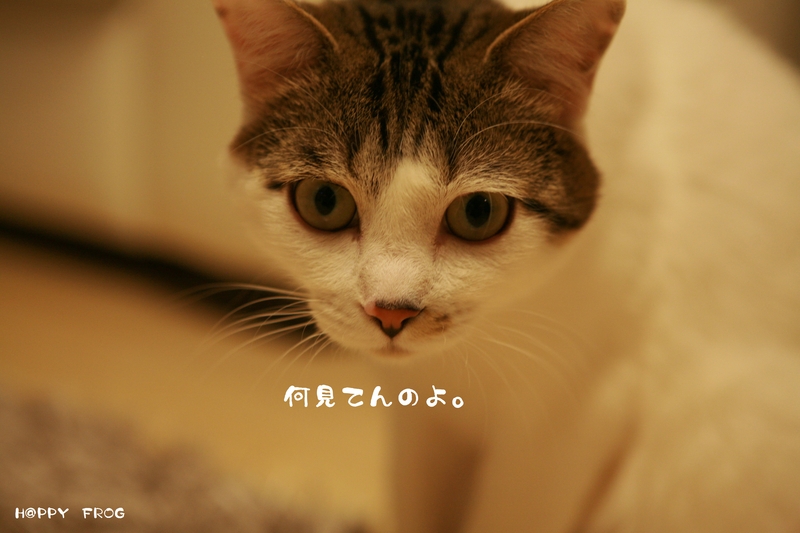 f0032042_30791.jpg