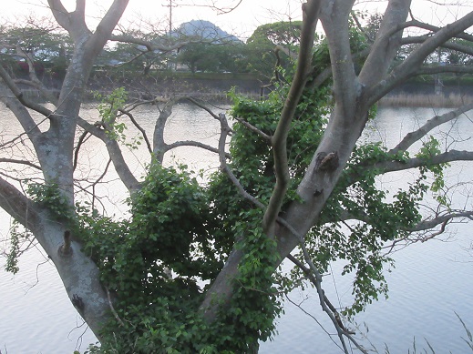 f0113862_20124071.jpg