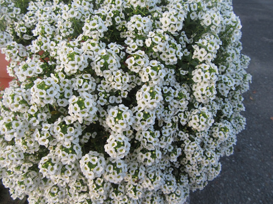 f0113862_2028077.jpg