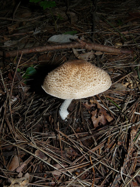 d0019074_6135873.jpg