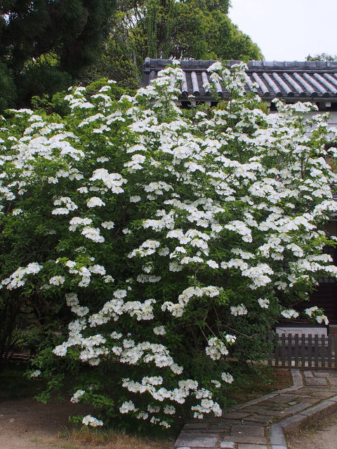 d0042474_22515950.jpg