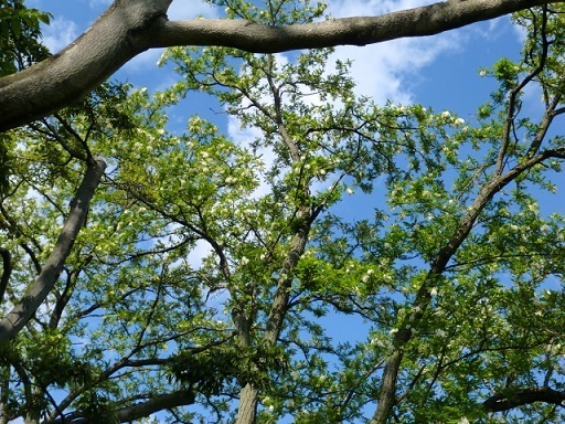 c0336408_16512636.jpg
