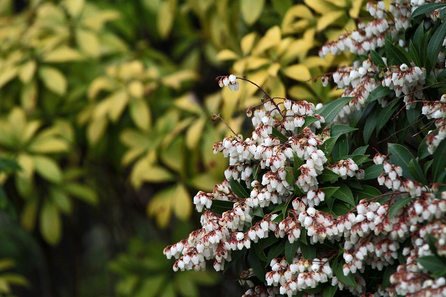 a0242438_1937462.jpg