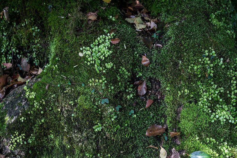f0002946_22310982.jpg