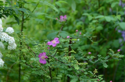 c0186463_17341569.jpg