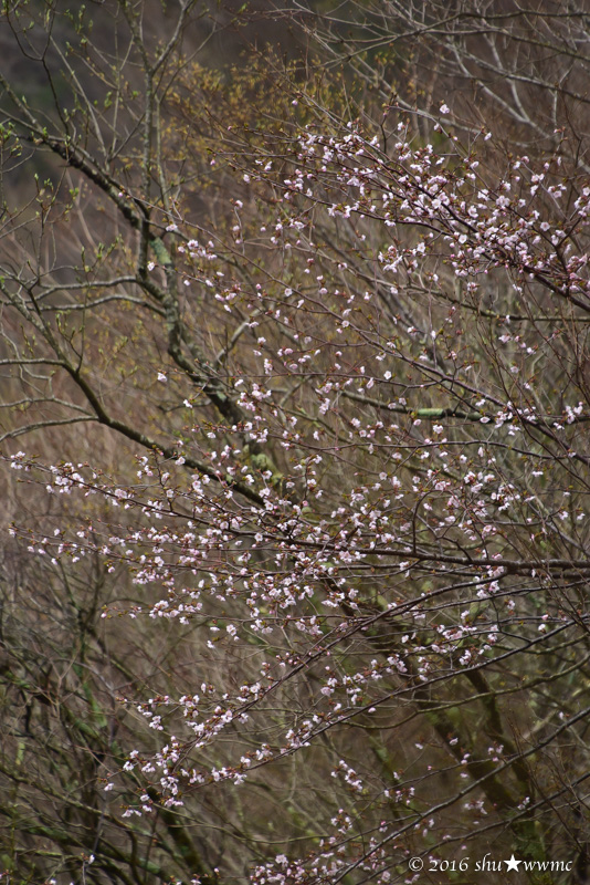 a0142976_10354949.jpg