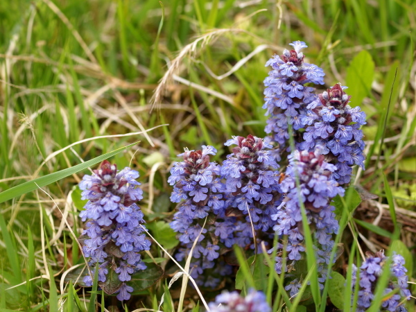 a0347276_17045842.jpg