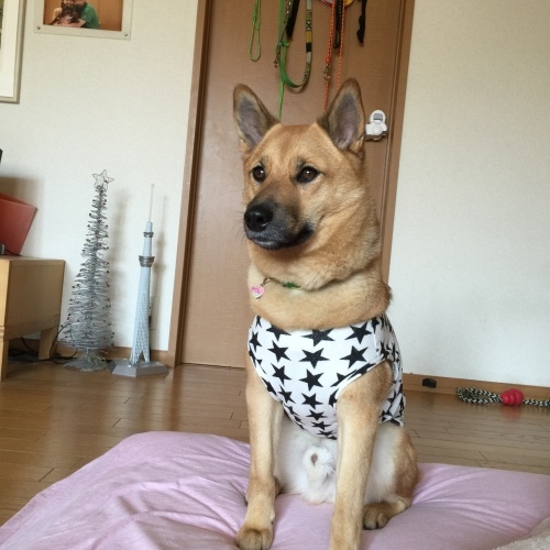 c0364176_19301786.jpeg