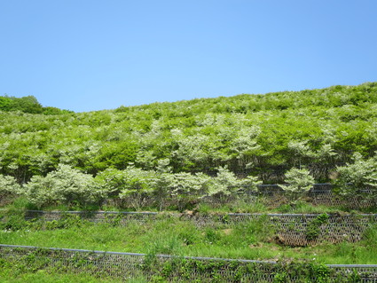 c0212604_182266.jpg