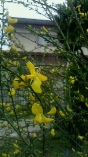 c0289116_21462653.jpg