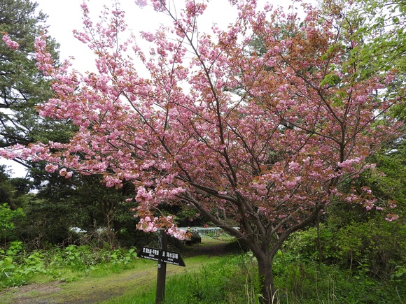 f0118332_2002878.jpg