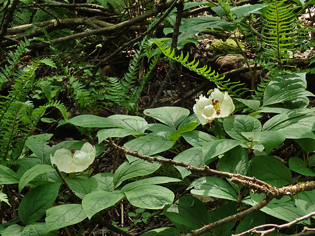 f0214649_2144049.jpg