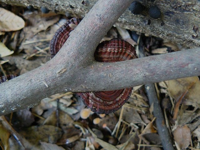 d0019074_8405214.jpg