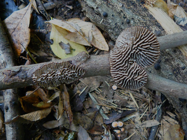d0019074_8411256.jpg