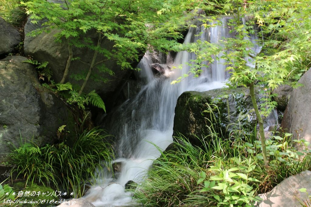 e0052135_5502513.jpg