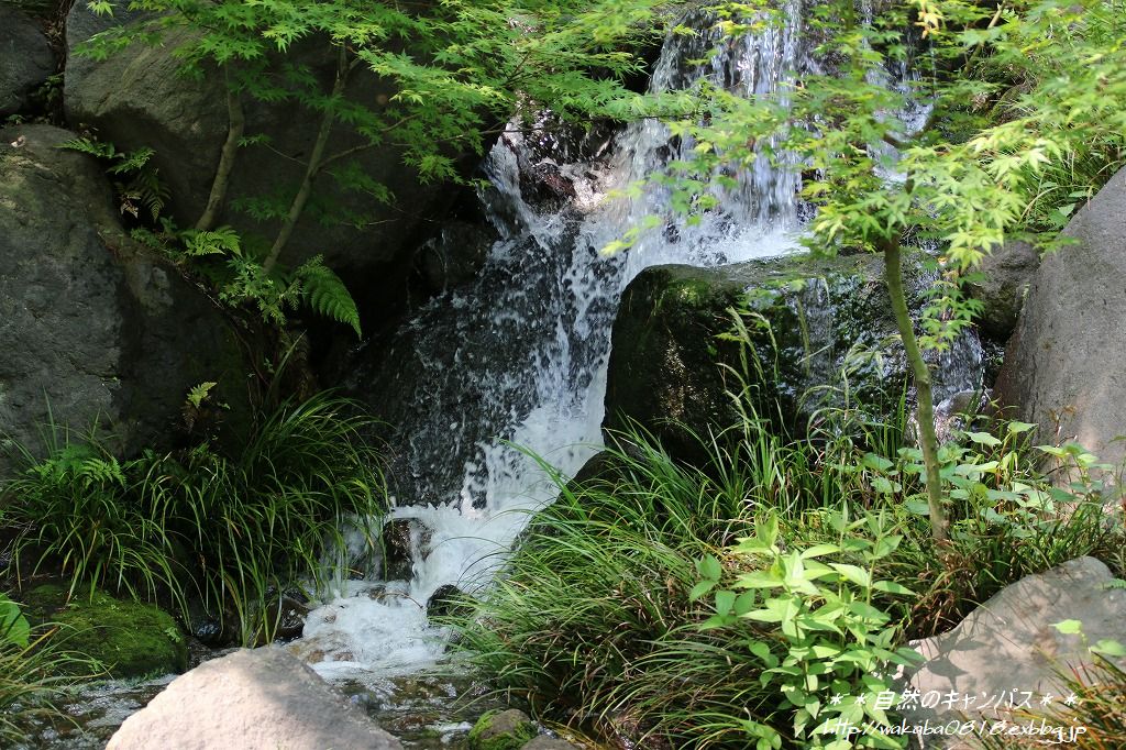e0052135_5515354.jpg