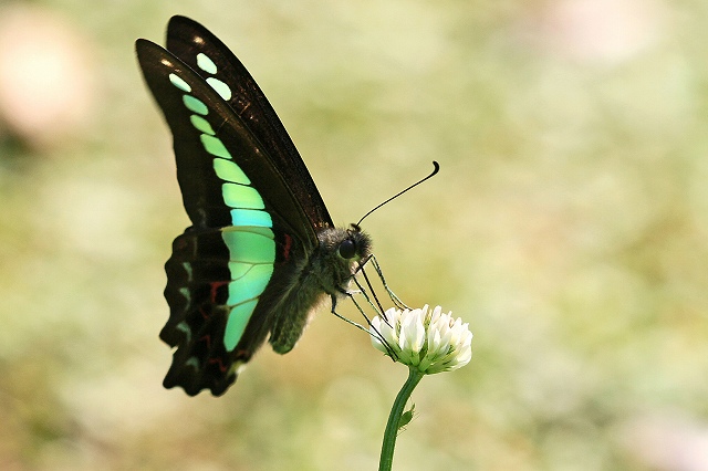 a0242438_2014425.jpg