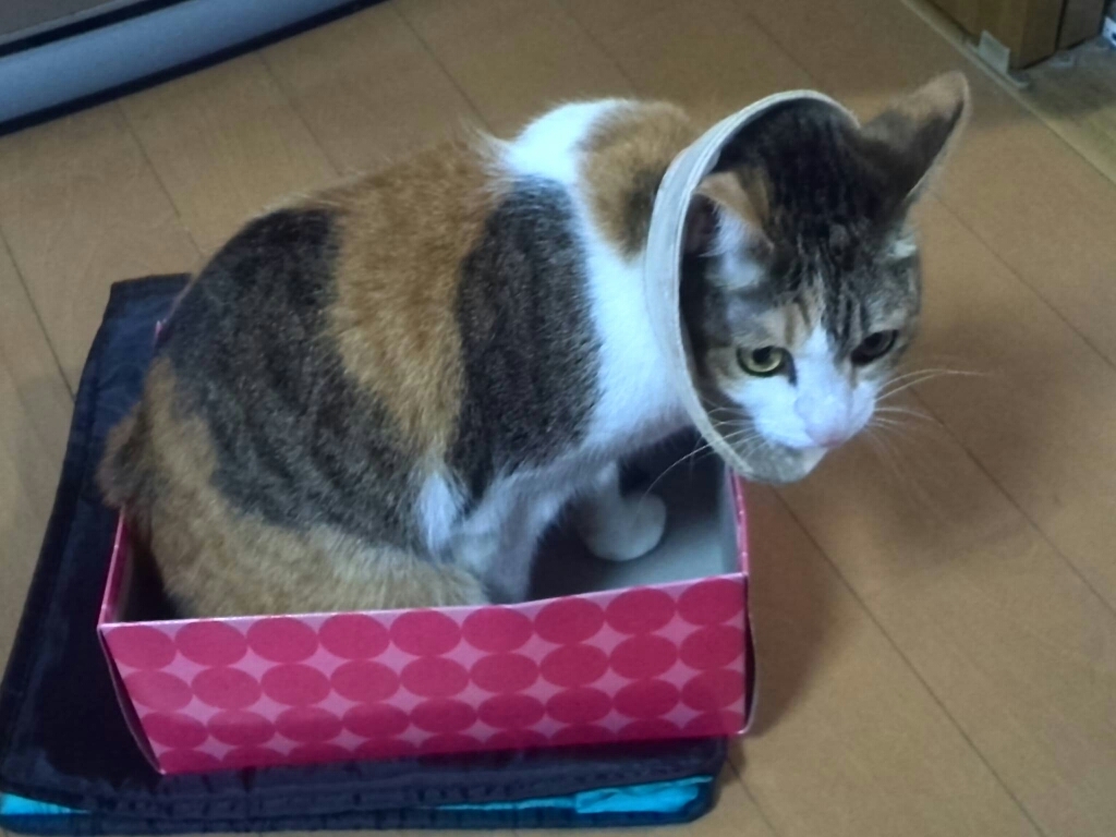 c0194042_15555011.jpg