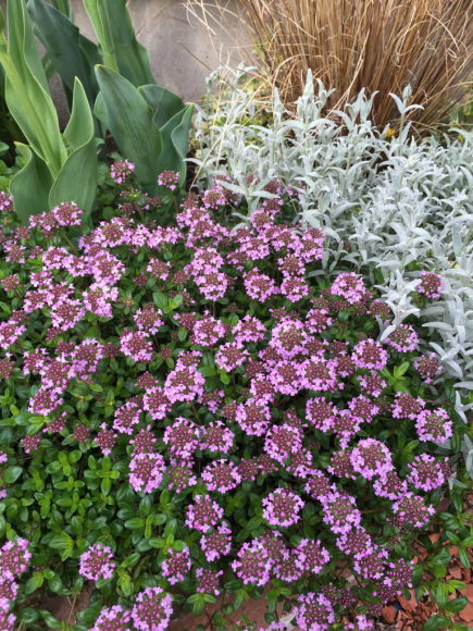 c0359445_06450827.jpg
