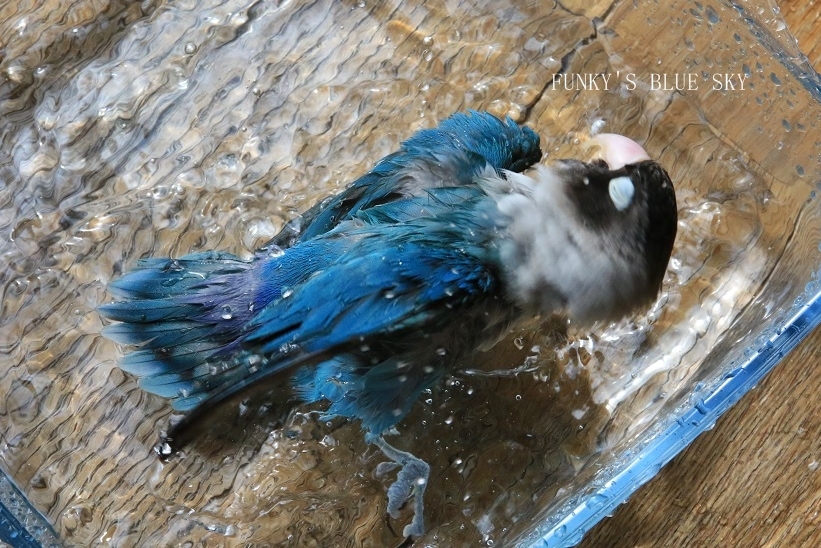 c0145250_10354315.jpg
