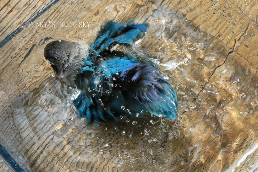 c0145250_10360230.jpg