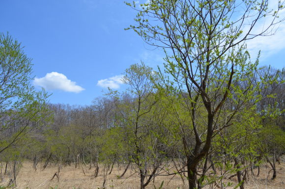 e0120466_17510554.jpg