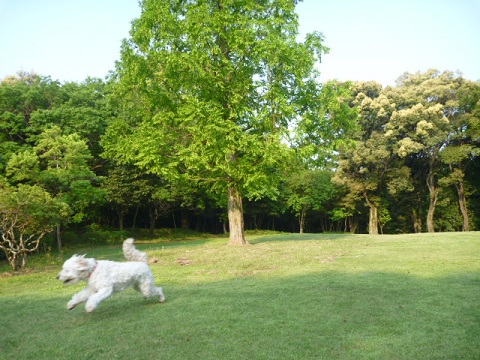 e0161972_922323.jpg