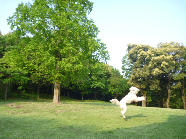 e0161972_9253232.jpg