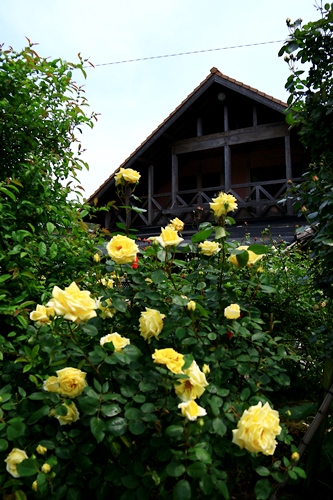 d0126577_1851066.jpg