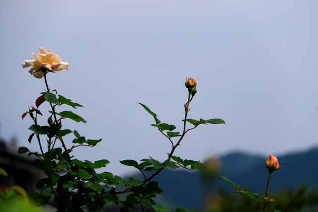 d0126577_1853228.jpg