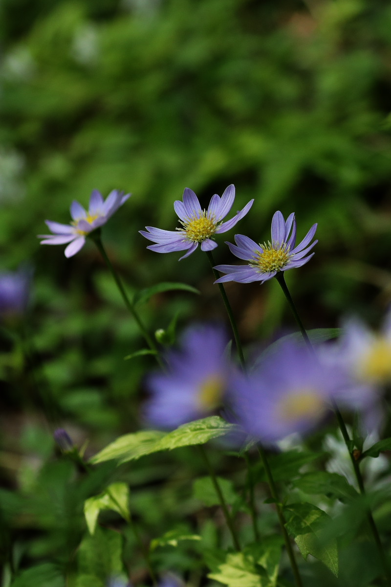 a0083081_2055512.jpg