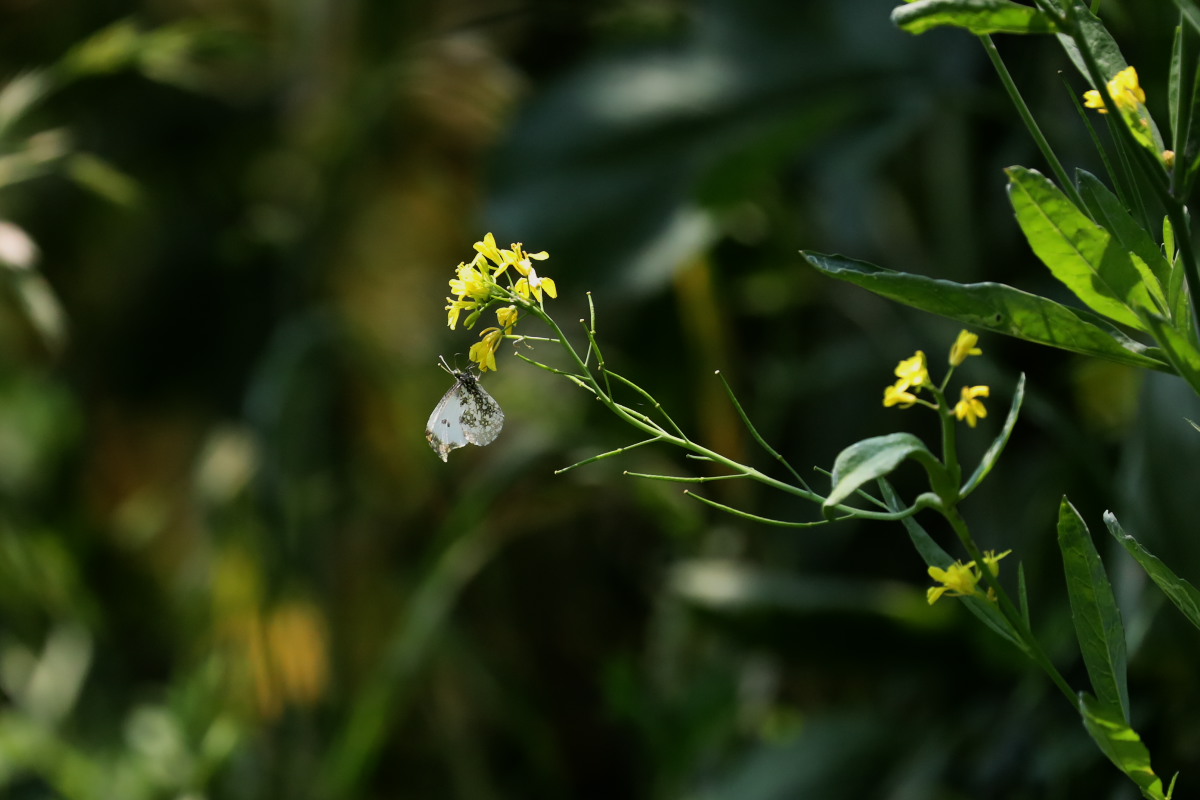 a0083081_2057420.jpg
