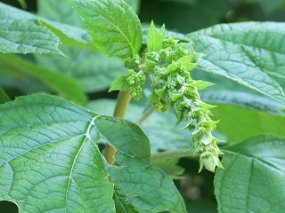 e0130185_12191583.jpg