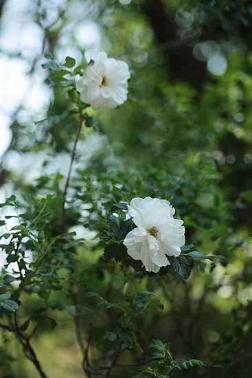 e0209997_056930.jpg