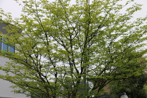 c0075701_15585621.jpg